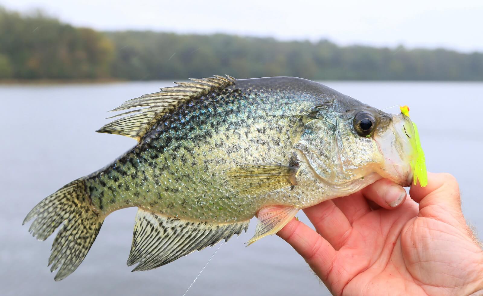 crappie panfish caught