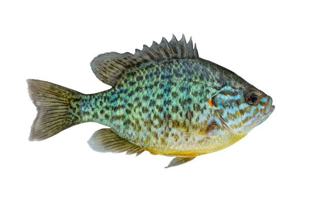 Panfish