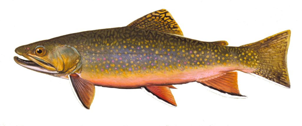 trout fish