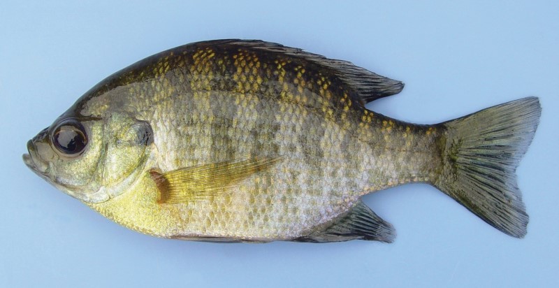 bluegill