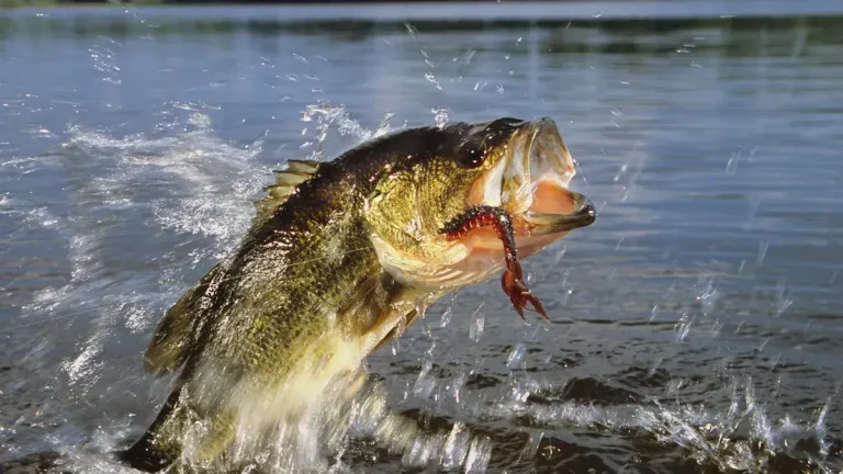 bass caught by an artificial lure