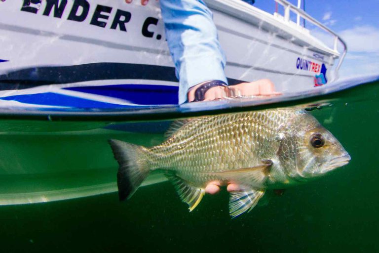 fish release