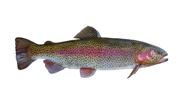 rainbow trout