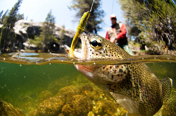 trout fish caught with bait