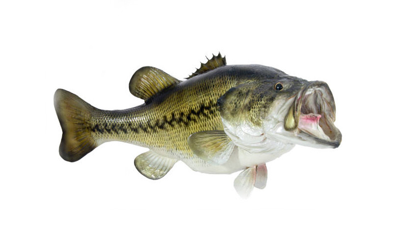 largemouth bass