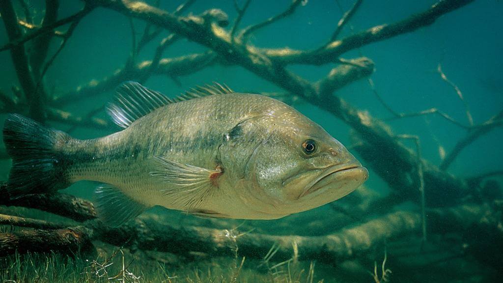 largemouth bass fish habitat