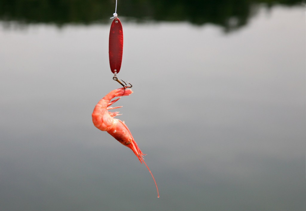 shrimp hooked as live bait