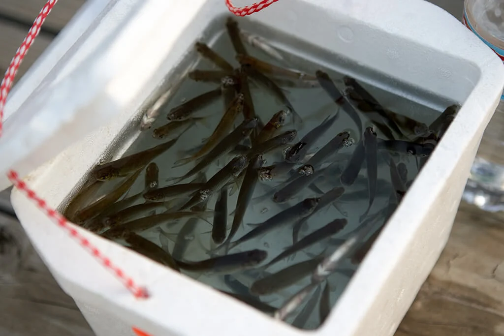 live minnow bait inside a container