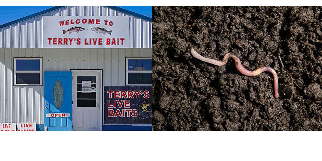 live bait shop vs live bait diy