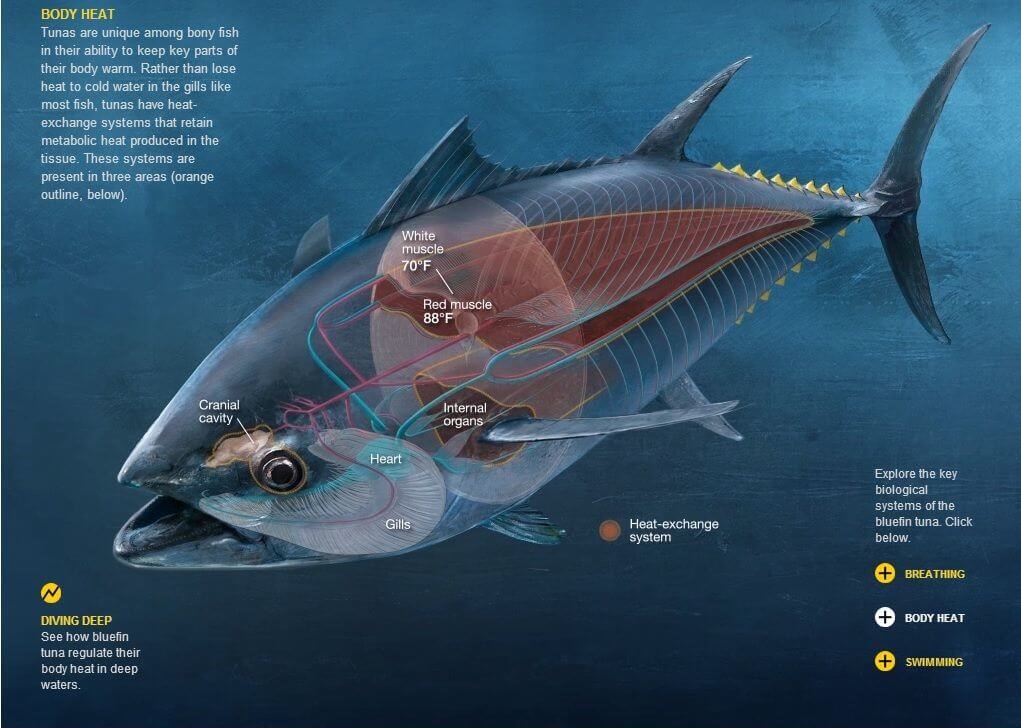 tuna circulatory system explaining why tunas are warm blooded