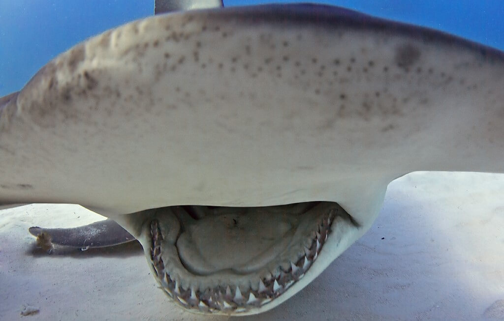 hammerhead shark ampullae of Lorenzini pores scattered across the cephalofoil.