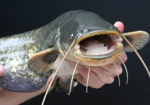 catfish showing its whiskers