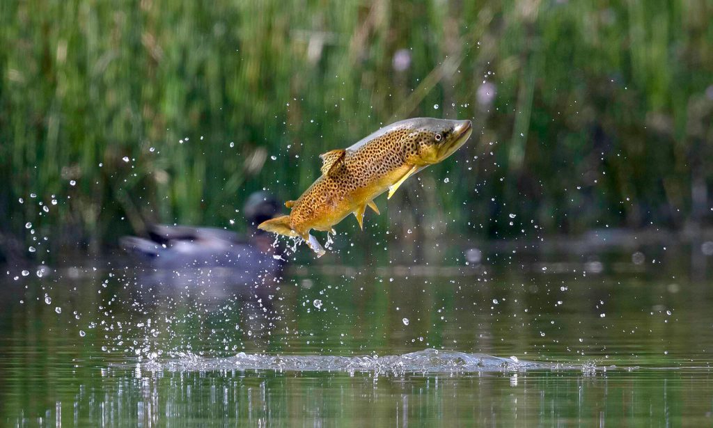 trout fish jumping out of the water