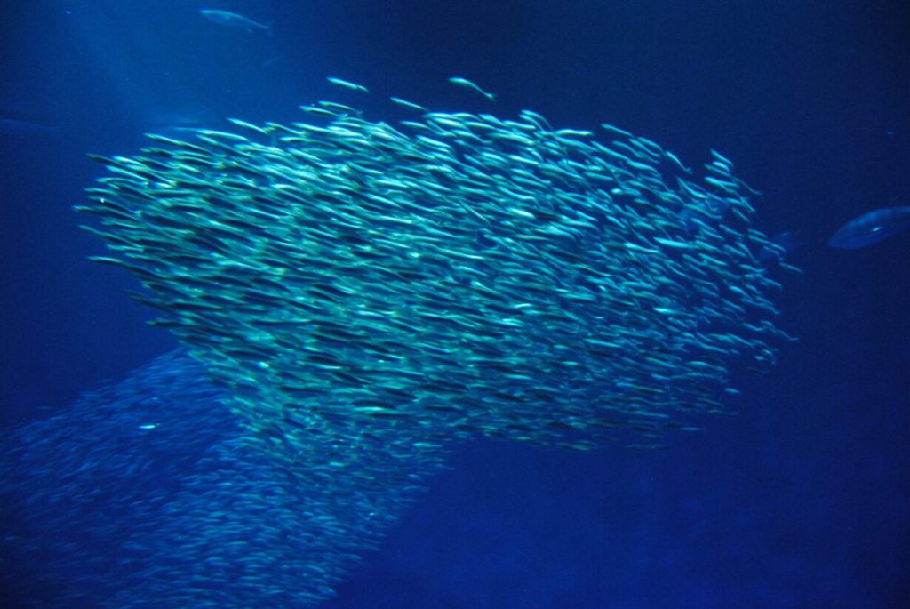 school of tuna