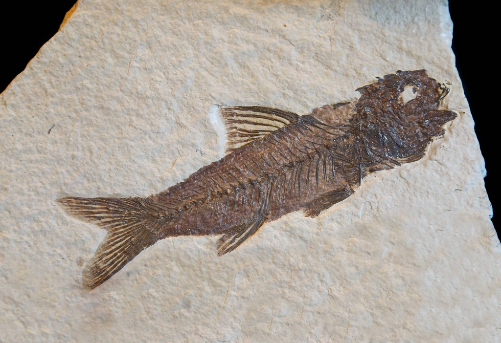 Trout fossil