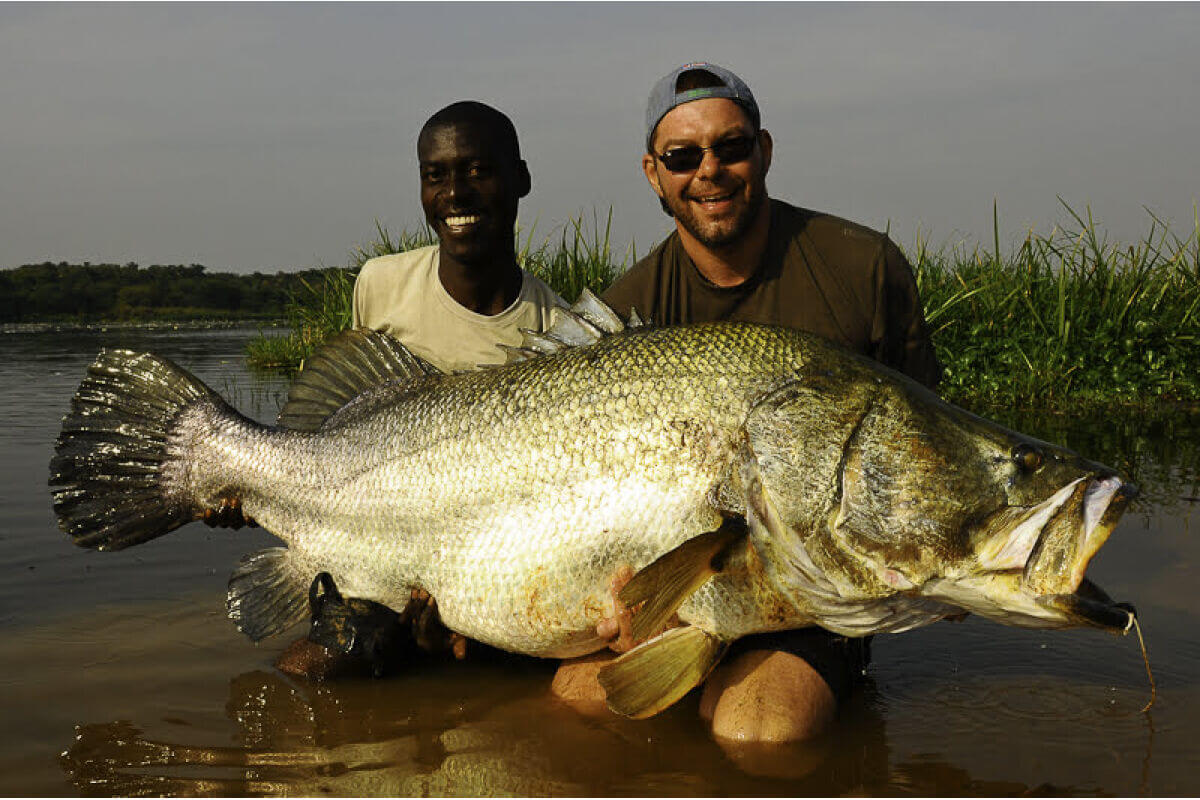 The iconic nile perch