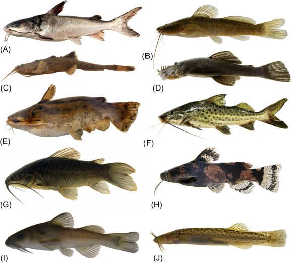 Types of catfish