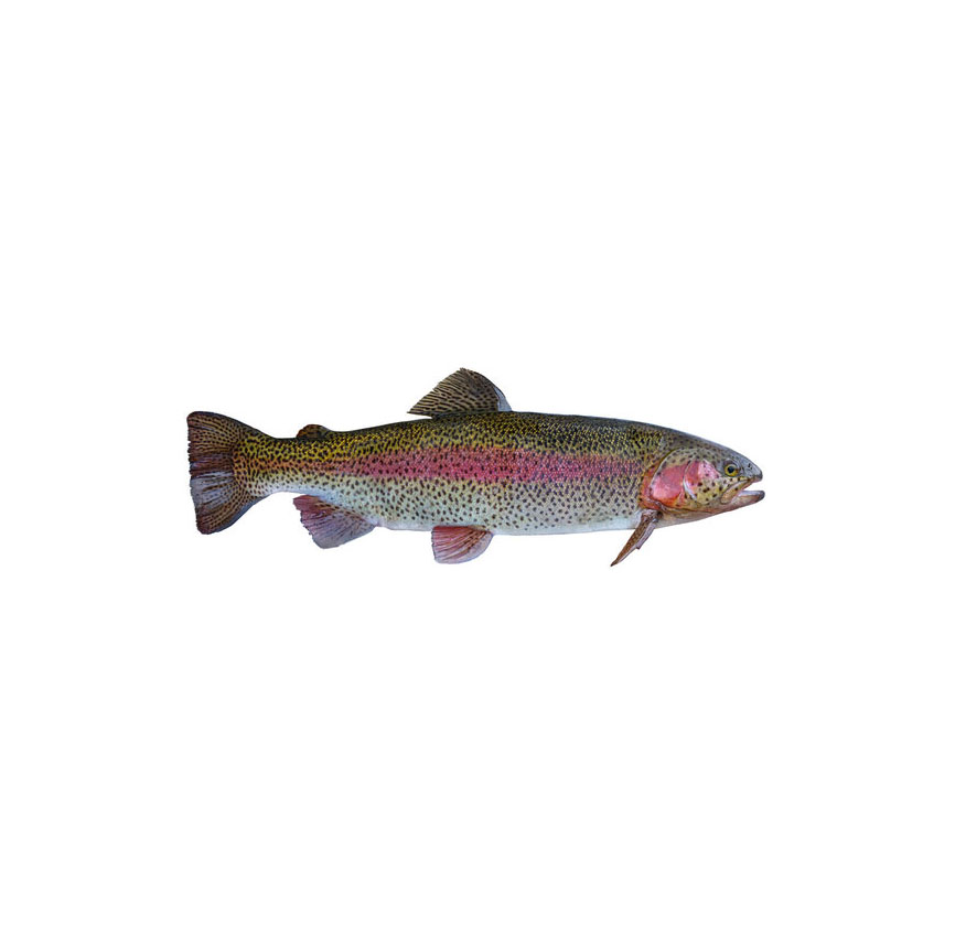 trout fish