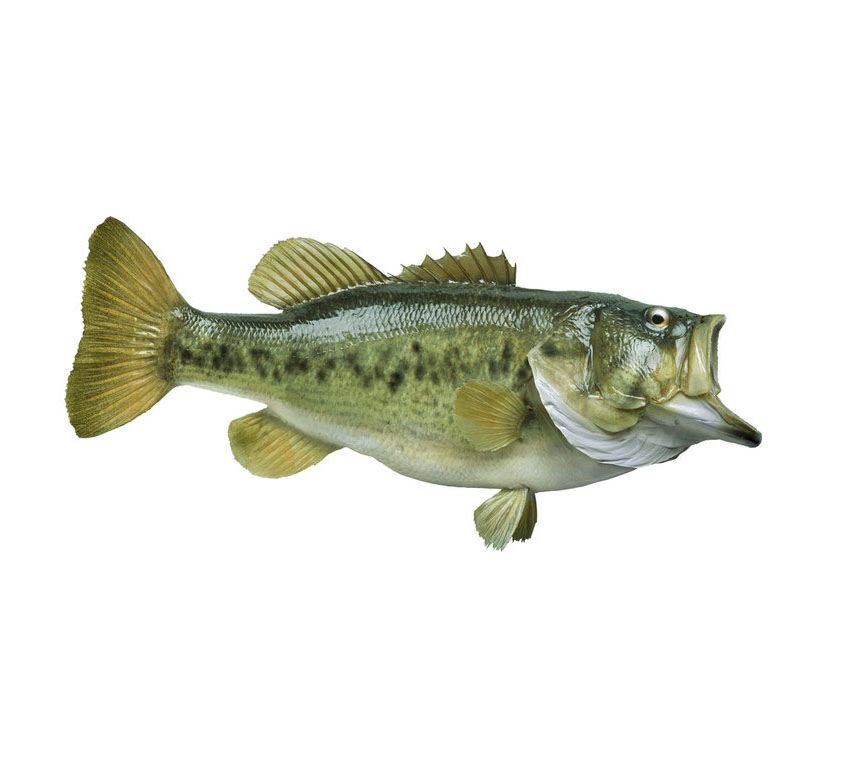 largemouth bass