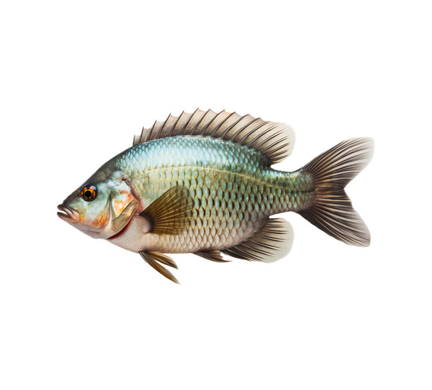 tilapia fish