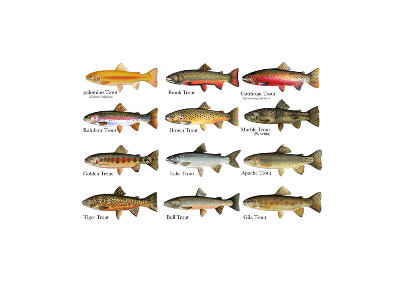 types of trout