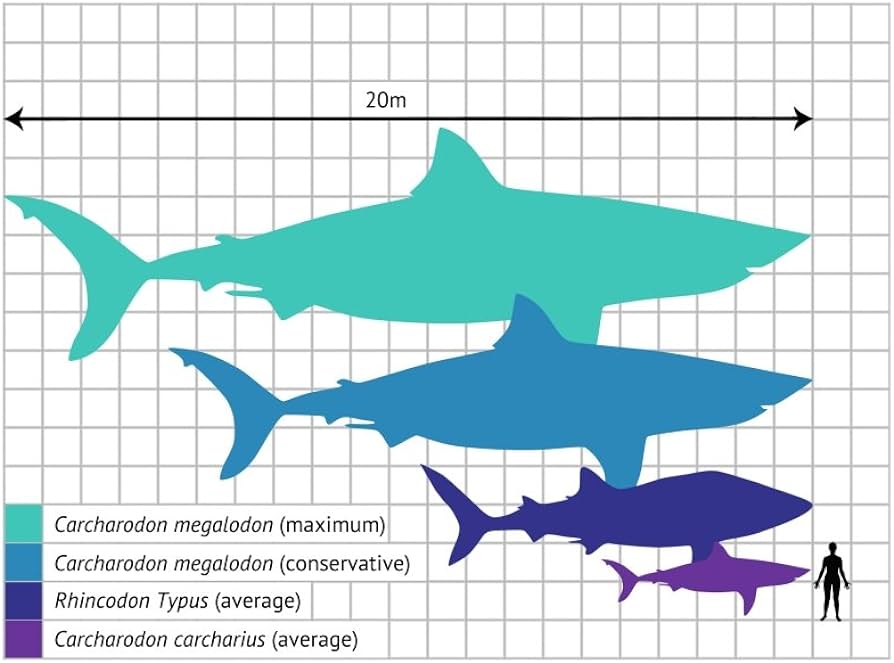 Different Shark Sizes