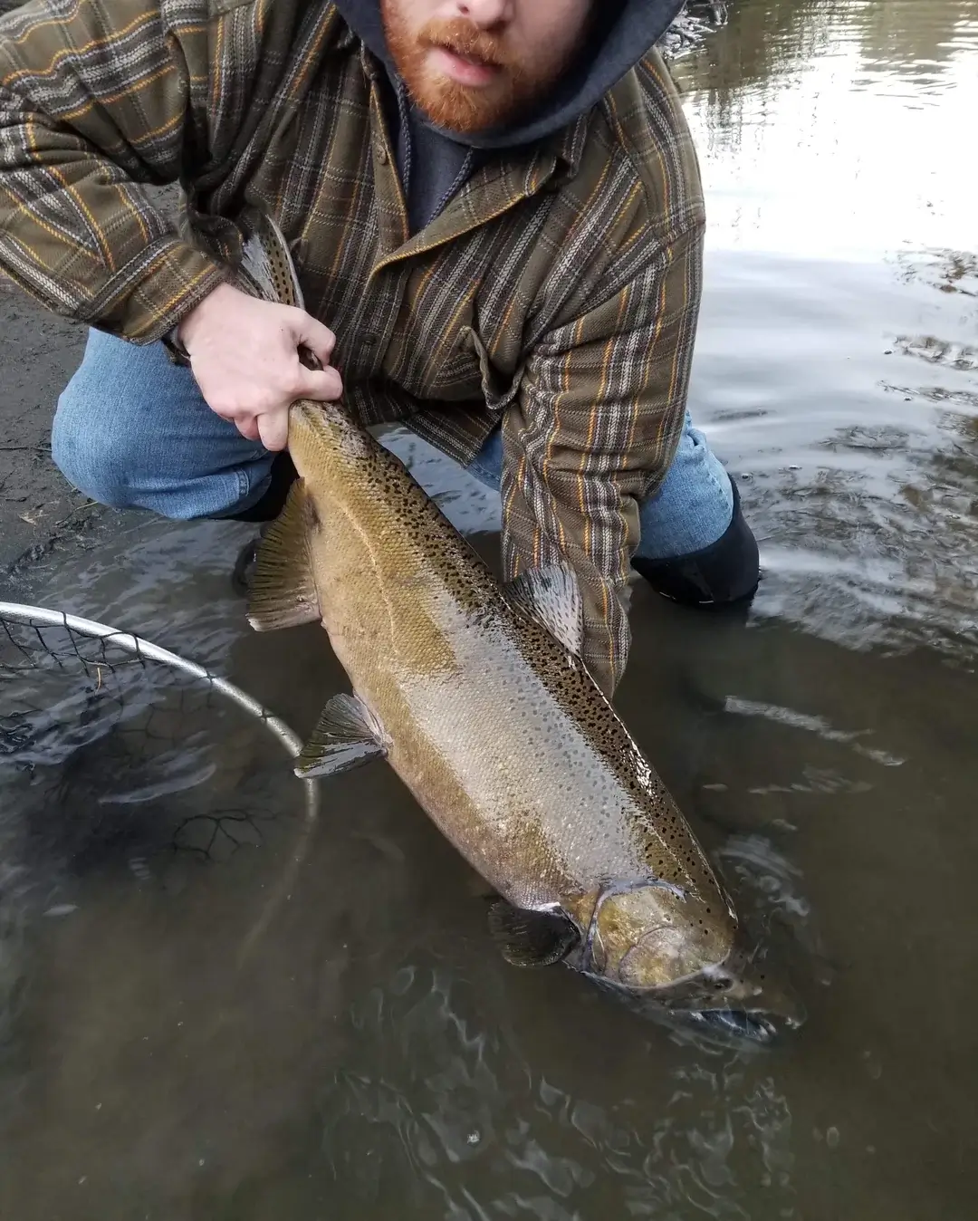 salmon death by reproduction