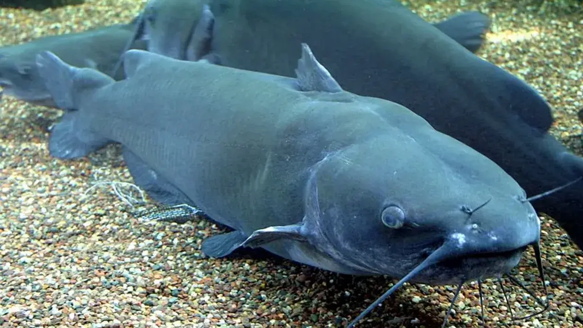 catfish mating season