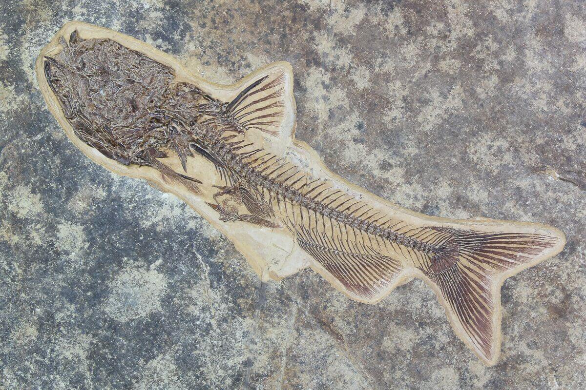 Catfish fossils