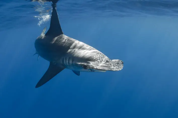 hammerhead shark close to the surface sunbathing