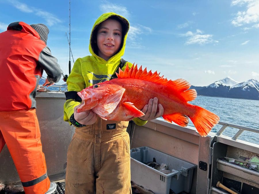 Alaska rockfish