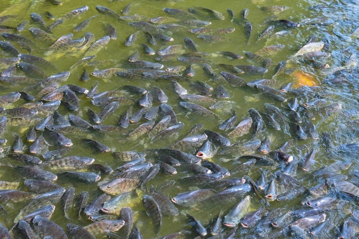 tilapia fish farming