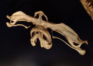 hammerhead shark skeleton