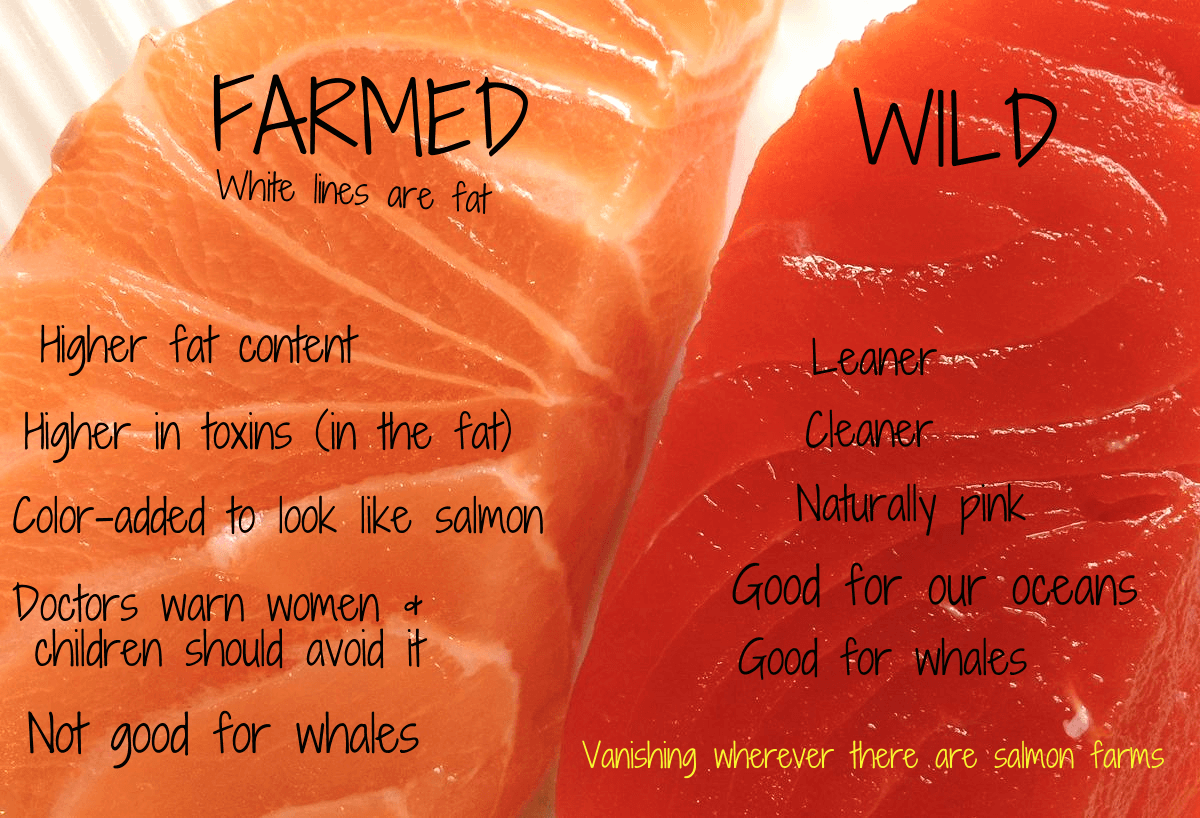 Farmed salmon Vs Wild salmon