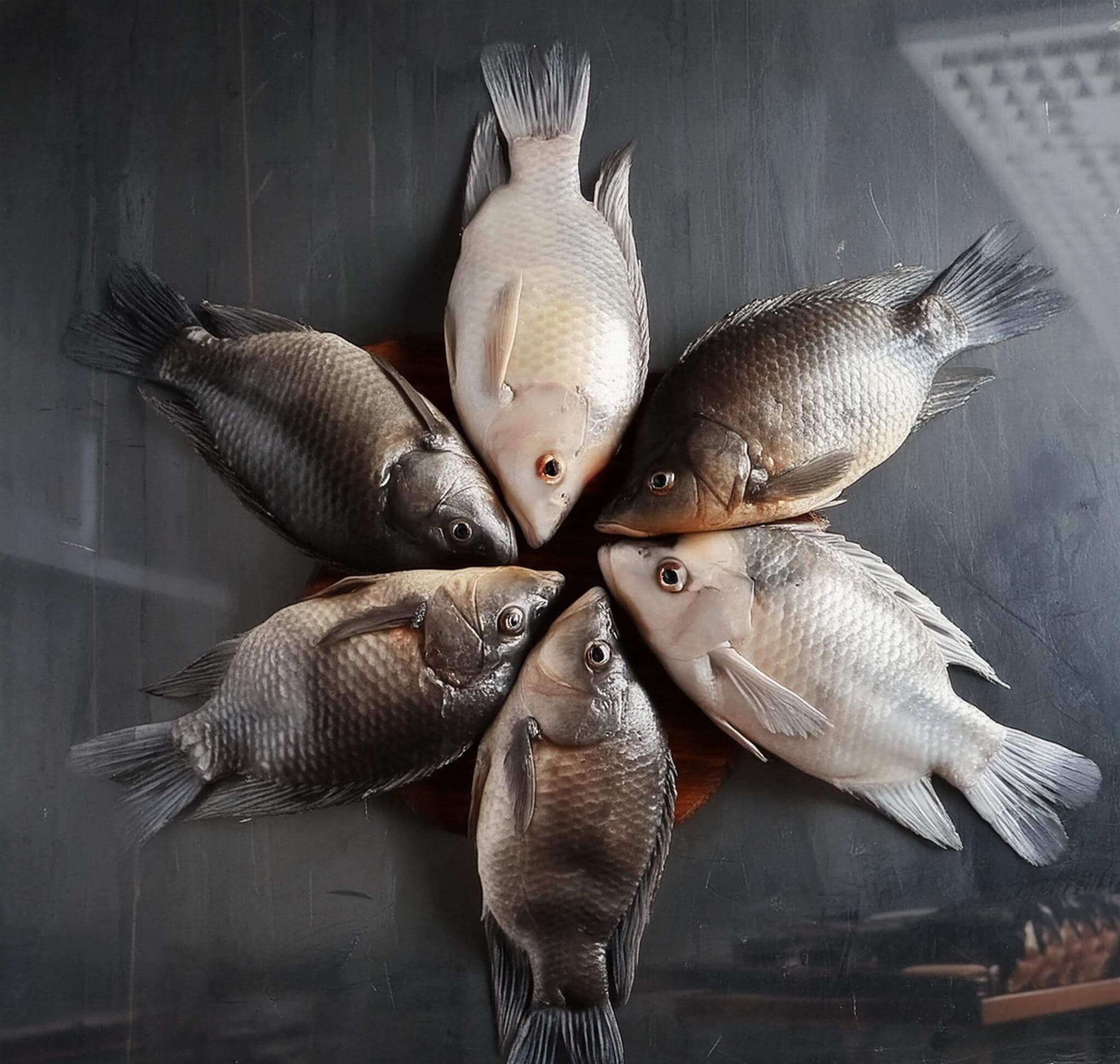 5 types of tilapia fish