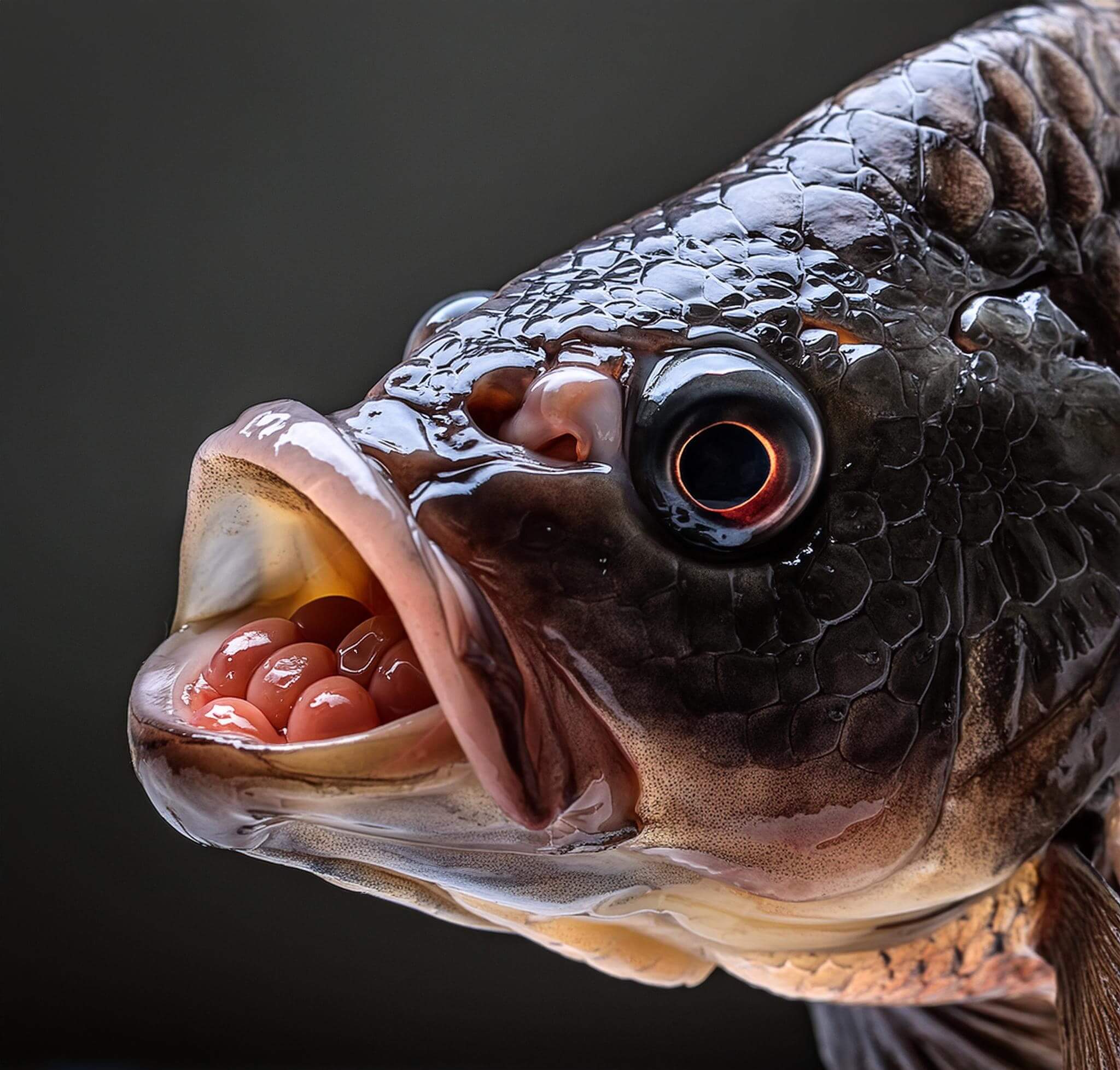 female tilapia carrying tilapia inside mouth