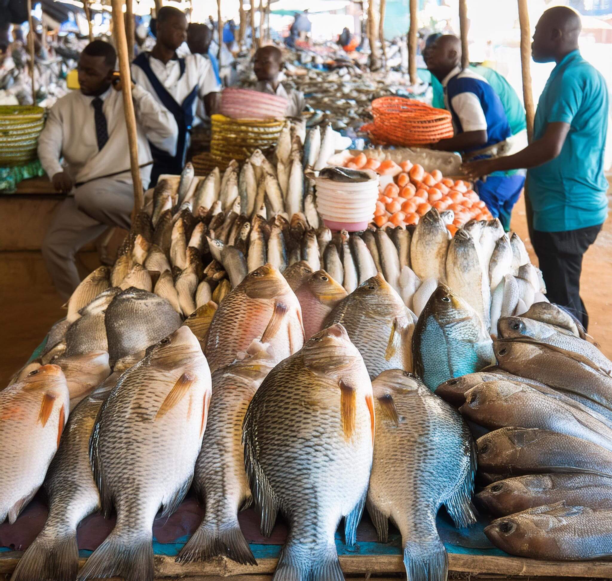 tilapia fish in the market