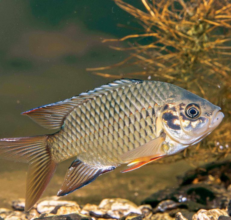 Tilapia swimming in freshwater