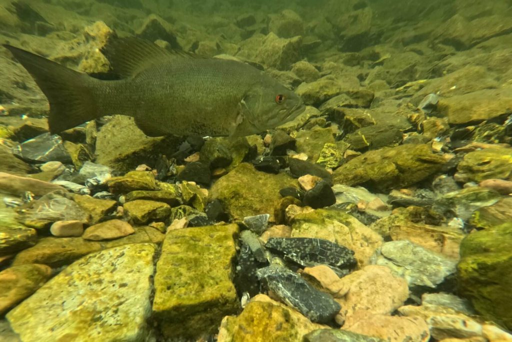 smallmouth bass swimming in rocky areas