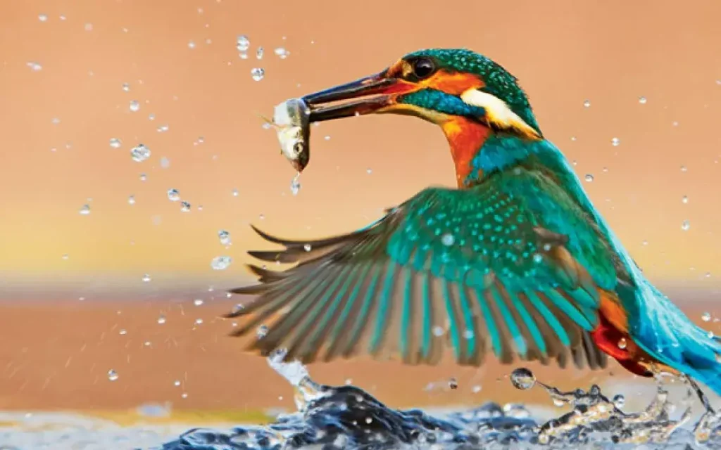 KingFisher grabbing some fish