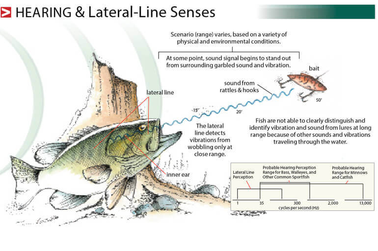 bass hearing sense explained