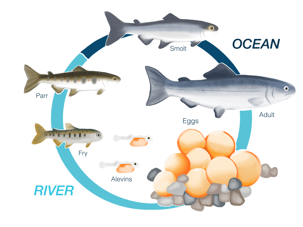 salmon life cycle