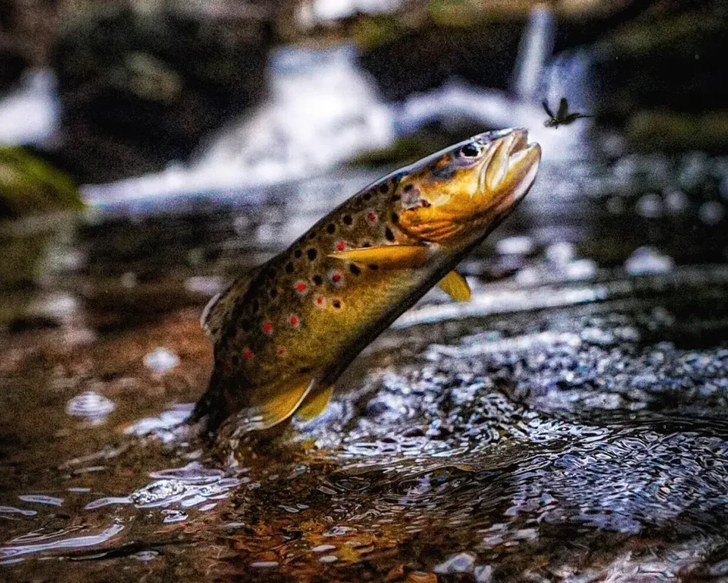 trout fish jumping for a fly