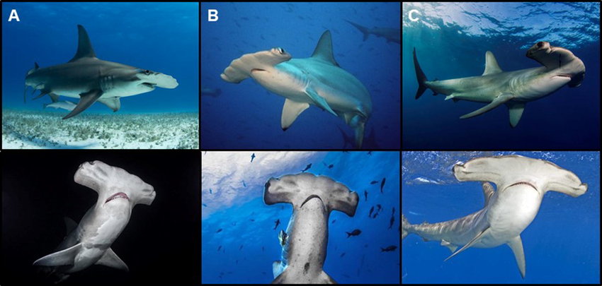 species pf hammerhead sharks