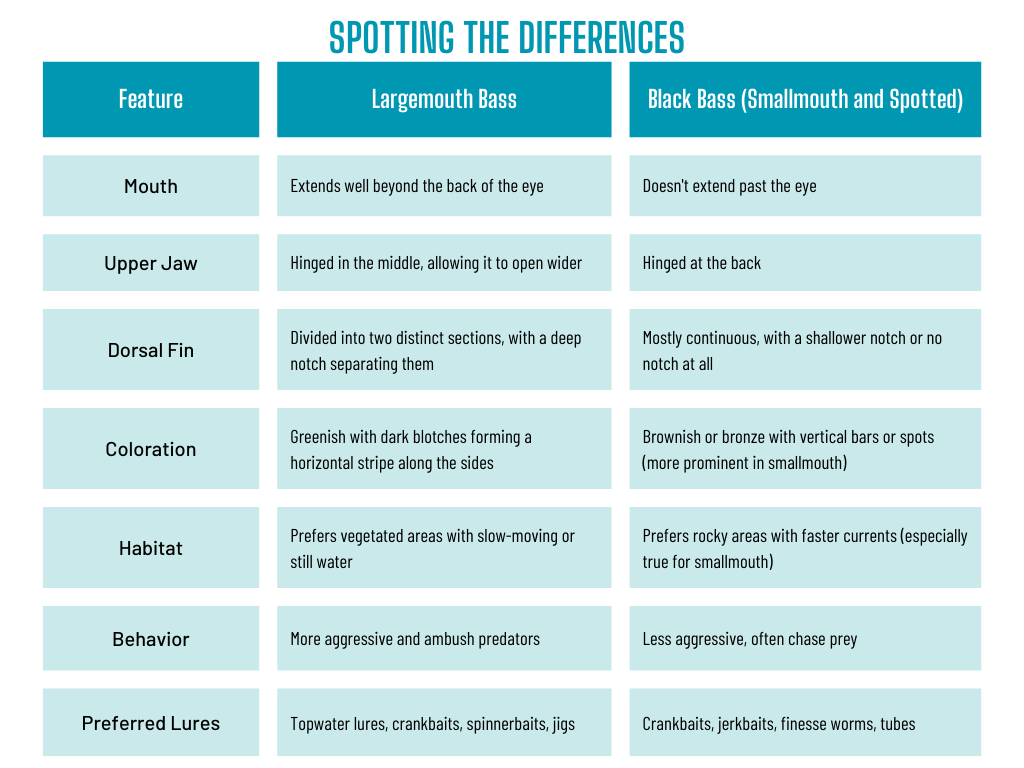 Black bass vs largemouth bass