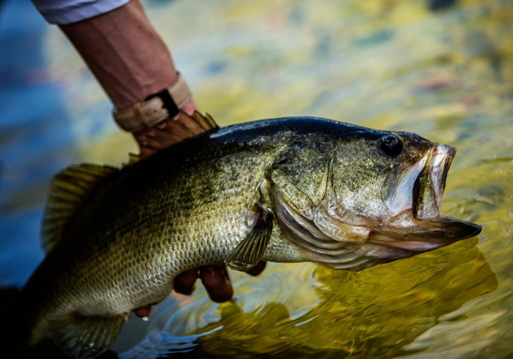 Largemouth bass Catch And release