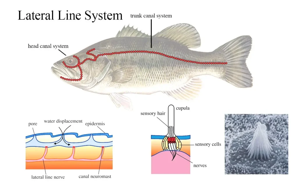 bass lateral lines explained