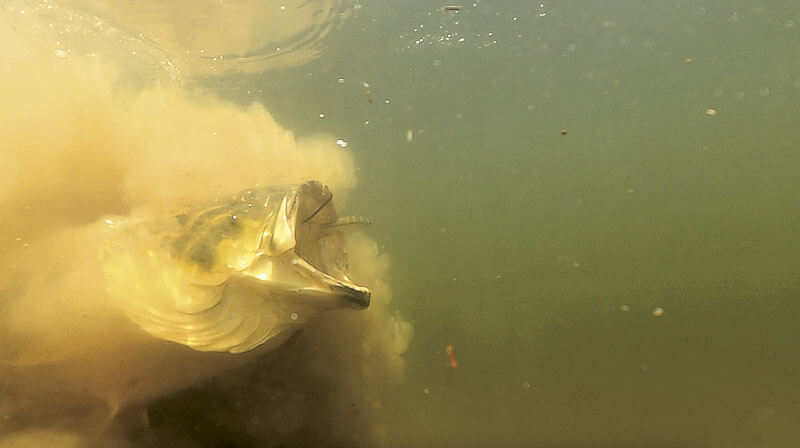 largemouth bass in murky water