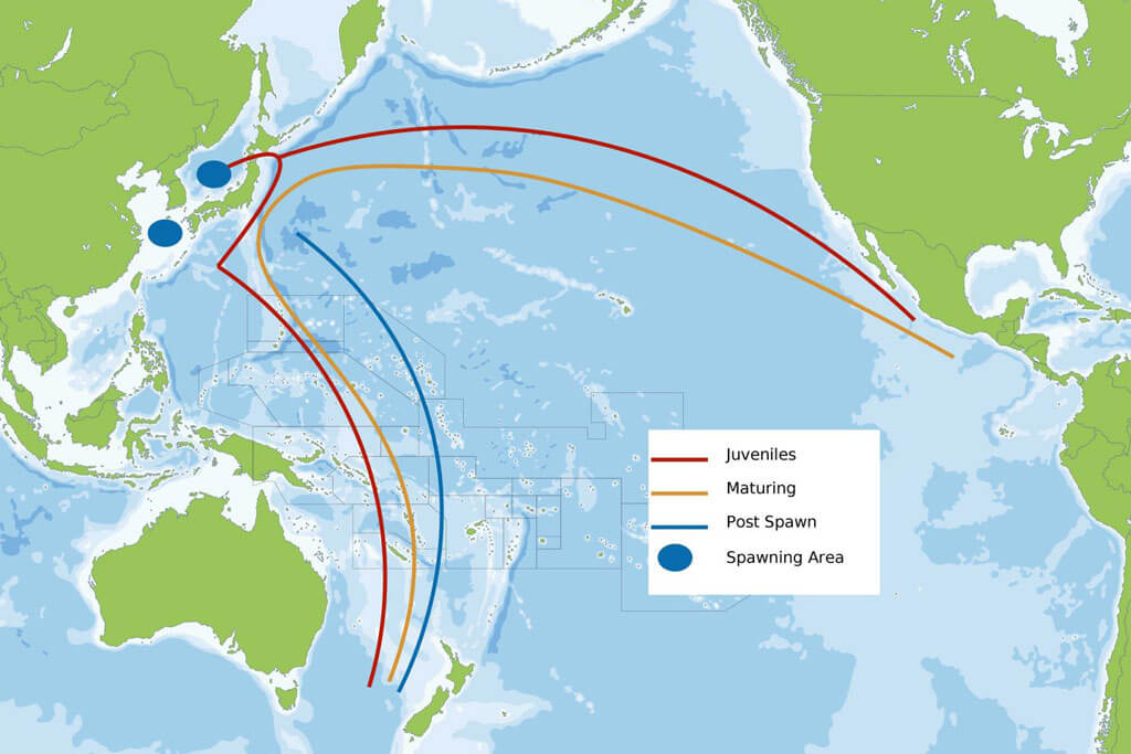 migration of tuna fish