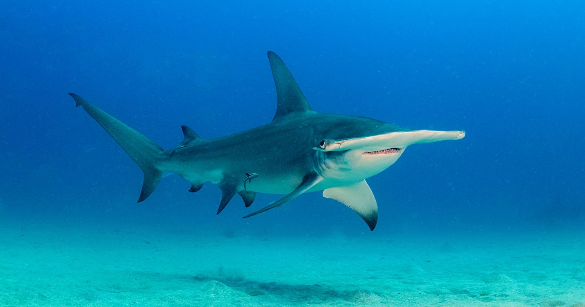 hammerhead shark at the seabed